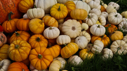 A composition of pumpkins of various sizes, shapes, and colors against a backdrop of green grass. The pumpkins are densely packed together. The photo is taken at eye level, close-up. 