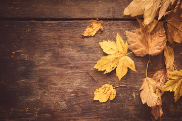 가을 나뭇잎과 골드 리프가 놓인 우드 배경의 감성 이미지