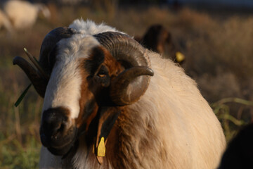 Close-up of ram head on Cyprus farm