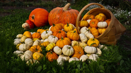 A composition of pumpkins of various sizes, shapes, and colors against a backdrop of green grass. The pumpkins are densely packed together. The photo is taken at eye level, close-up. 