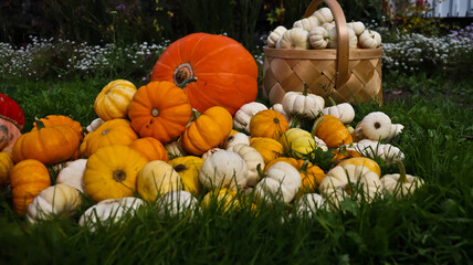 A composition of pumpkins of various sizes, shapes, and colors against a backdrop of green grass. The pumpkins are densely packed together. The photo is taken at eye level, close-up. 