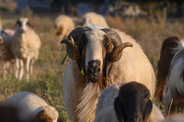 Fototapeta premium Close-up portrait of a ram among Cyprus hills