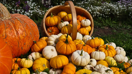 A composition of pumpkins of various sizes, shapes, and colors against a backdrop of green grass. The pumpkins are densely packed together. The photo is taken at eye level, close-up. 
