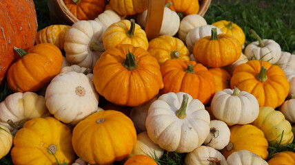 A composition of pumpkins of various sizes, shapes, and colors against a backdrop of green grass. The pumpkins are densely packed together. The photo is taken at eye level, close-up. 