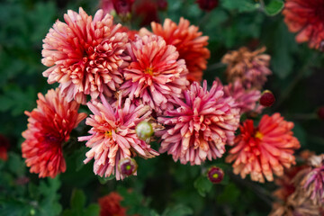  Vibrant pink chrysanthemum flowers in full bloom showcasing rich textures and layers. Captured in a lush garden setting, highlighting their natural beauty and vivid colors.