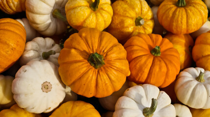 A composition of pumpkins of various sizes, shapes, and colors against a backdrop of green grass. The pumpkins are densely packed together. The photo is taken at eye level, close-up. 