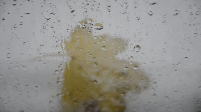 A view from the window of a heavy snowstorm. Drops of melted snow, a yellow maple leaf, are blurred on the glass. There was a lot of snow on the tree branches and leaves. Snow is drifting onto the gla