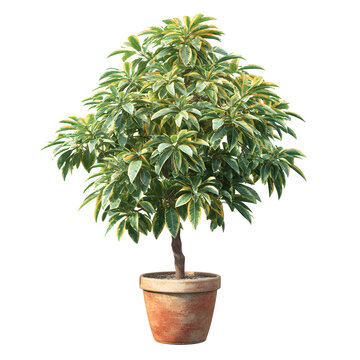 Potted schefflera plant isolated on transparent background