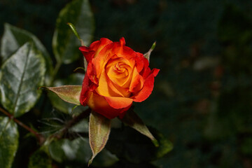 Rosebud with a smooth transition from yellow to red hues. Contrasting colors create an atmosphere of coziness and romance. Close-up of a rosebud with red and yellow petals.