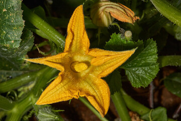 Zucchini blossom. Close-up of a zucchini flower. A yellow flower on a background of green leaves. Vegetable cultivation, organic farming, home garden and vegetable garden.