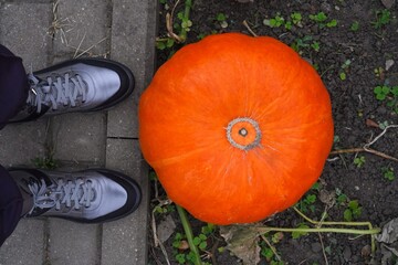 Farmer's feet in silver boots near a large orange pumpkin in a garden plot in autumn as a crop growing concept for the Thanksgiving holiday