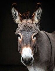 Donkey portrait close-up
