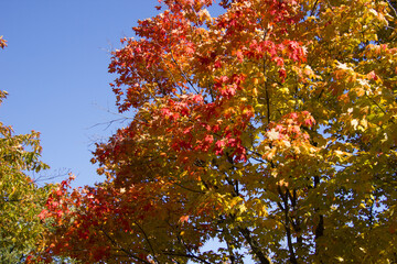 Colorful tree during indian summer in Canada