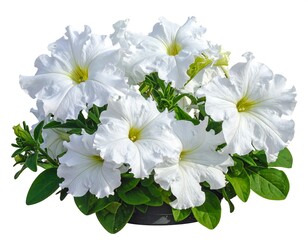 White petunias in a dark pot
