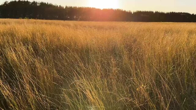 Dried autumn sedge on raised peat bog in the wind at sunset, autumn on wetland. Dry meadow grasses, bottom view