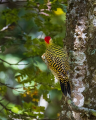 red head woodpecker