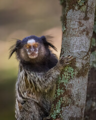 marmoset monkey
