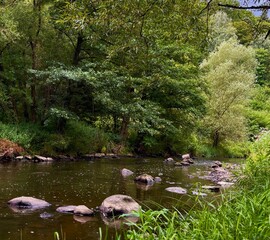 A calm forest river with smooth rocks scattered across the water, surrounded by lush green trees and summer vegetation