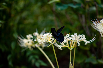 鎌倉25928　英勝寺12　曼珠沙華＆アゲハ蝶