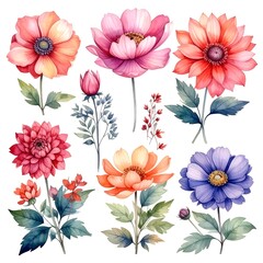 Watercolor-style floral illustrations with vibrant colors and detailed petals