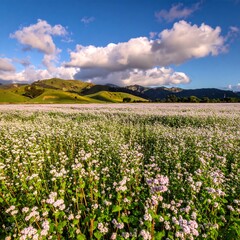 Wide landscape of a field of wildflowers under a partly cloudy sky