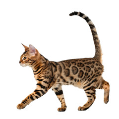 Elegant Ragdoll cat with striking blue eyes poses gracefully, showcasing luxurious fur and a majestic tail, perfect for pet brands and lifestyle content.
