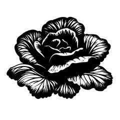 Cabbage head silhouette vector – detailed blooming brassica vegetable for farm market and organic food designs