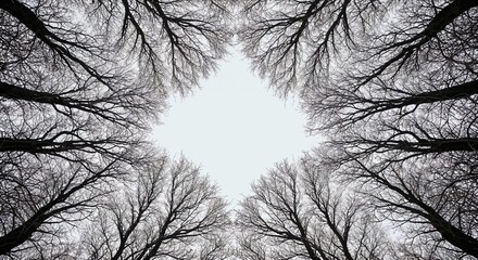 Bare tree branches reaching up to frame a bright winter sky, creating a natural diamond shape with dark silhouettes against the light background.