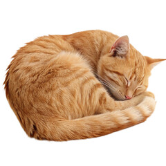 Adorable ginger kitten peacefully curled up sleeping, evoking warmth, comfort, and innocence for heartwarming projects.
