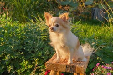 A white and red Chihuahua dog on a wooden stool in nature against a background of plants.