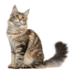 Obraz premium Majestic fluffy Maine Coon cat with striking amber eyes sits elegantly, capturing attention with its luxurious fur and serene pose 