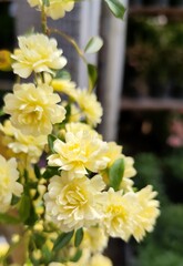 yellow flowers on a green background