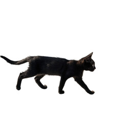 Graceful Bengal cat showcasing its stunning spotted coat while walking elegantly with a sleek, athletic physique and alert gaze
