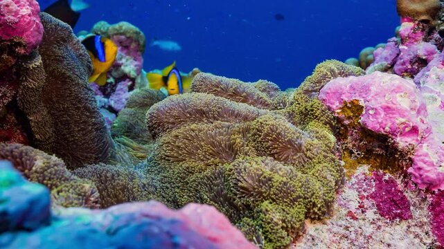 Underwater shot of sea anemone with fish in strong current and surge.