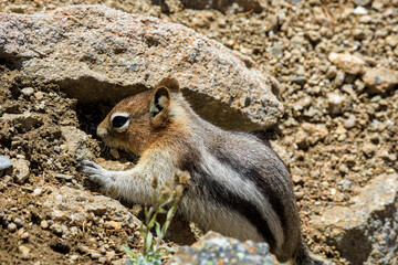 Fototapeta premium Cute Chipmunk Exploring Rocky Terrain in Nature