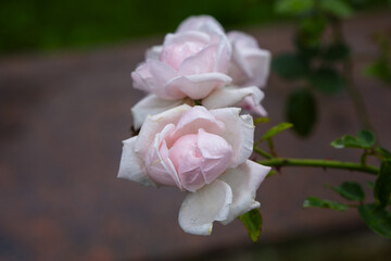 pink rose on a green background