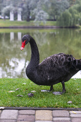 Obraz premium black swan on the river