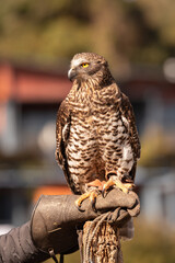 A captive powerful owl perched on its handler's leather glove. Queensland, Australia.
