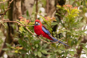 Crimson rosella perched in a tree in Queensland, Australia.