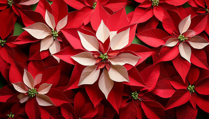 Paper Poinsettia Christmas Background Wallpaper