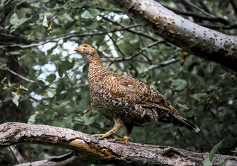 Close-up portrait of grouse bird in grass, wildlife nature scene