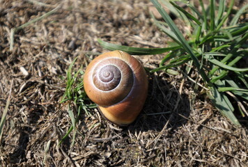 Brown snail with spiral shell on green leaf