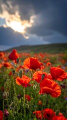 Obraz premium Vibrant poppy field at sunset (1)