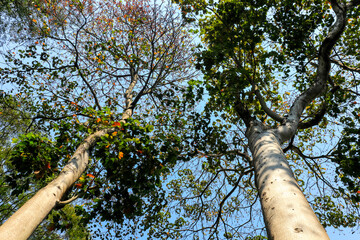 Fototapeta premium Worm's-eye view of two trees with monumental light-gray trunks and canopies in shades of green and autumn, contrasting with the blue sky. Ideal for scale and nature themes.