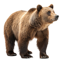 Fototapeta premium Majestic brown bear standing powerfully, capturing untamed wilderness spirit for wildlife projects 