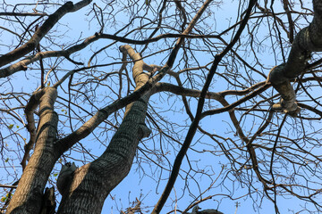 Worm's-eye view of a deciduous tree, with thick, twisted trunks and branches, creating a complex silhouette against the clear blue sky. Ideal for themes of strength and age.