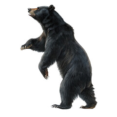 Majestic black bear standing tall, alertly looking upwards with powerful stance and sharp claws
