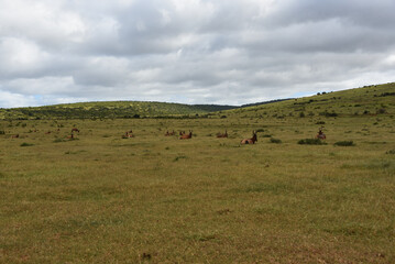 south-africa-large-format-panorama-large-wild-red-hartebeest-herd-laying-savanna