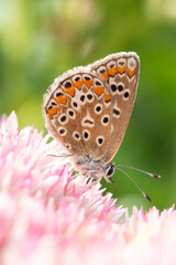 Brown Argus (Aricia agestis) on Hylotelephium 'Herbstfreude' (Pink Sedum)