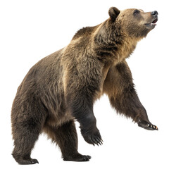Obraz premium Majestic grizzly bear stands tall reaching upwards with powerful paw, a symbol of wild nature and untamed strength. 